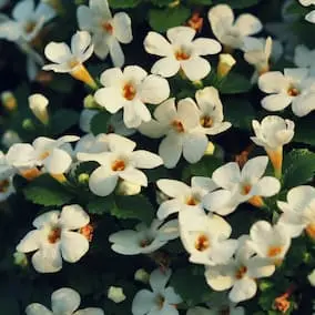NeuroPrime XT Bacopa Monnieri ingredient