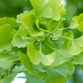 NeuroPrime XT Ginkgo Biloba ingredient