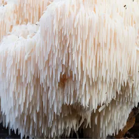 NeuroPrime XT Lion's Mane Mushroom ingredient