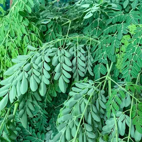 NeuroPrime XT Moringa ingredient