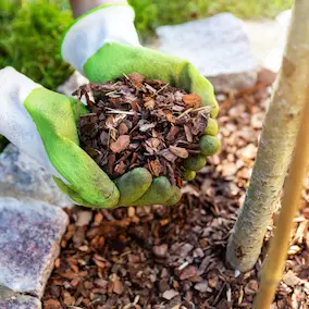 NeuroPrime XT Pine Bark Extract ingredient
